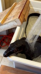 Monitor Lizard Enjoys Spa Day