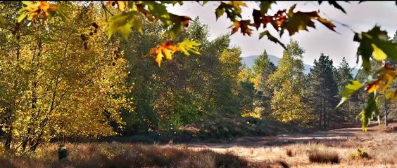 Le poirier sauvage (2018) - Bande annonce