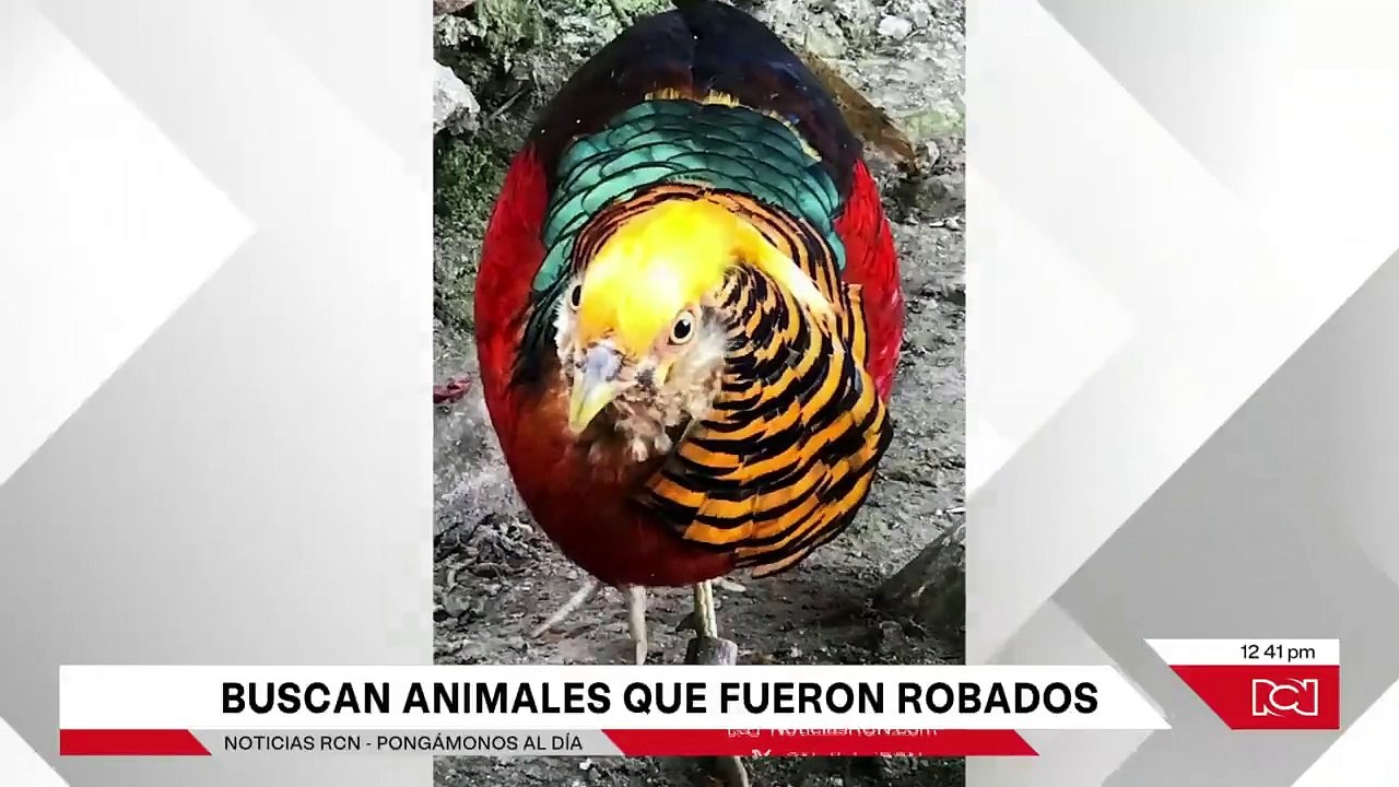 Se roban 6 animales silvestres del Zoológico de Guátika, Boyacá