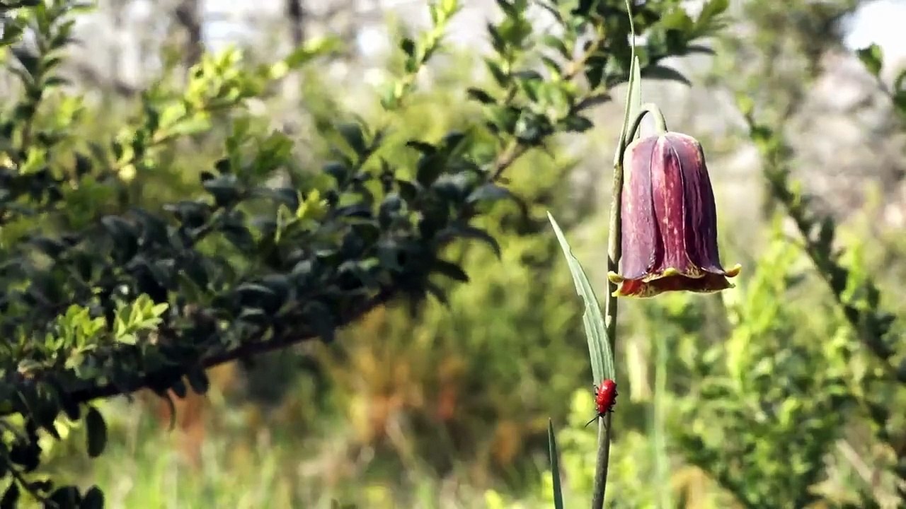 Touroulis - Voyage entre le Larzac et le Causse Comtal (2022) - Bande annonce