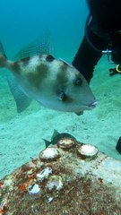 Marine Biologist ASMR