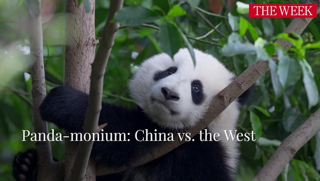 Panda-Monium - Why Are Panda's Returning To China?