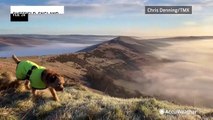 Dog enjoys a stellar sunrise above the clouds over the English countryside