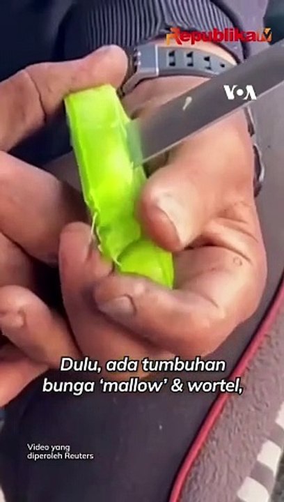 Makanan Langka, Sekeluarga di Gaza Makan Kaktus