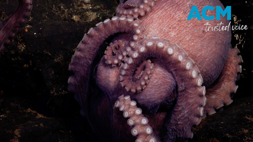 Scientists from Schmidt Ocean Institute have discovered at least four new deep-sea octopus species in a 100-square-mile-sized area off Costa Rica.