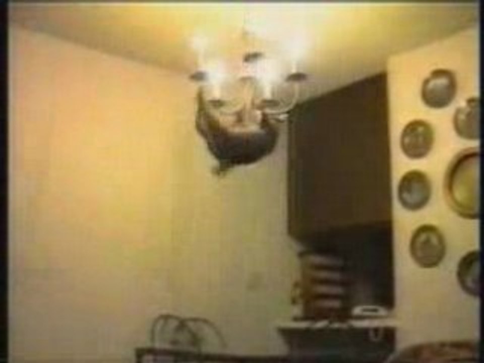 Compile chat drole gag