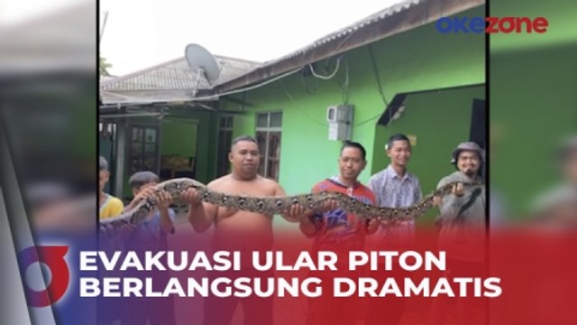 Evakuasi Ular Piton di Atap Rumah Berlangsung Dramatis