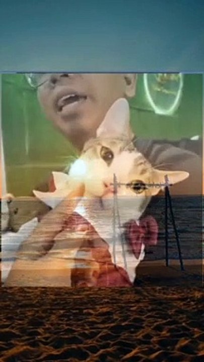 Funny cate