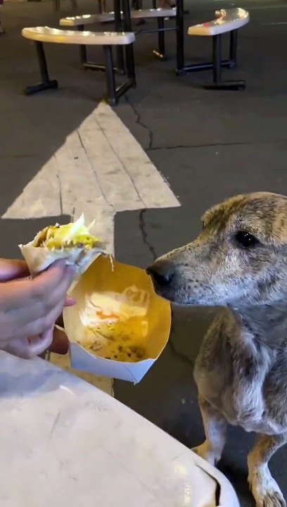 Un chien errant trouve le bonheur : une histoire émouvante de générosité et d'adoption