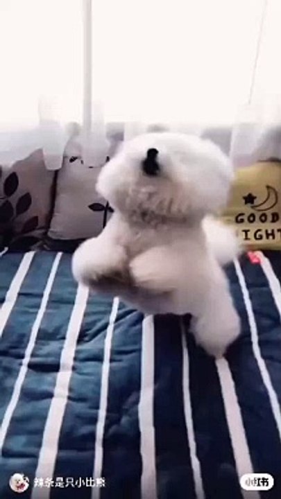 Puppy