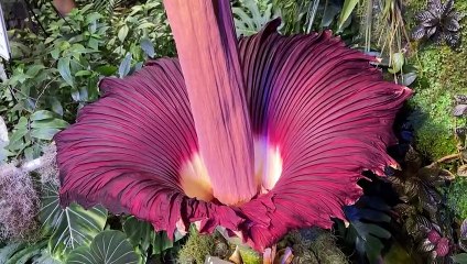 زهرة الجثث: الجمال المثير للدهشة برائحة كريهة ⚠️