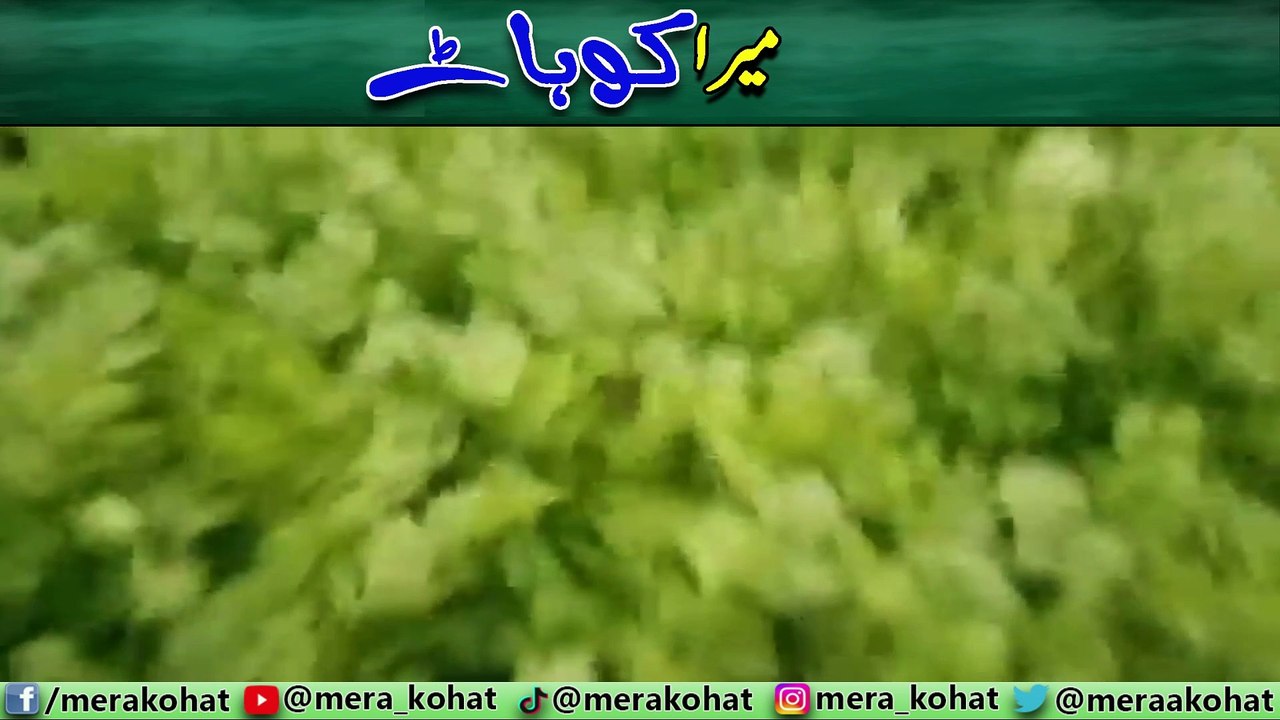 kohat