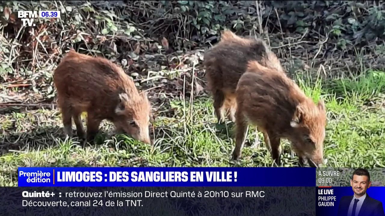 "Là, on a des traces de passages de sangliers":...