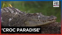 Australia works to save crocodiles from extinction