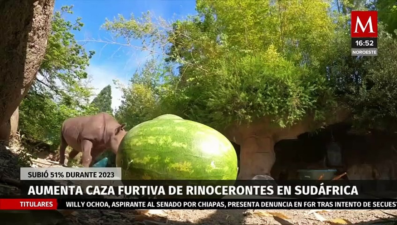 Aumenta la caza furtiva de rinocerontes en Sudáfrica