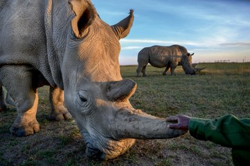 Rhinocéros blanc : un géant si fragile
