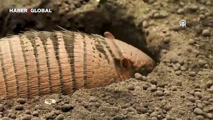 Bir hayvanat bahçesinde iki sarı armadillo dünyaya geldi