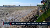 Padi Rusak Akibat Sawah Terendam Banjir