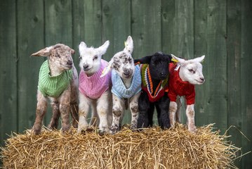 Five Perthshire lambs given woolly jumpers to help them keep warm