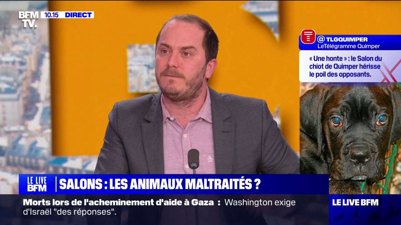 Salon de l'agriculture, salons du chiot... Les animaux sont-ils maltraités lors de ces évènements?
