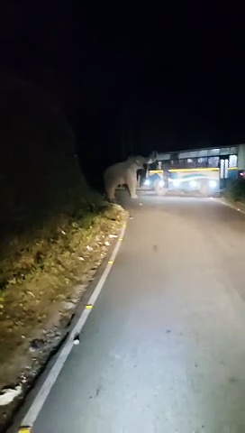 மூணாறில் தமிழக அரசுப் பேருந்தை வழிமறித்த படையப்பா யானை; மரண பீதியில் பயணிகள்