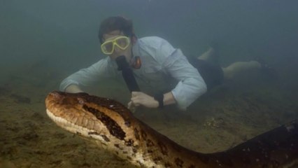Encuentran una nueva especie de anaconda, la más grande y pesada hallada hasta el momento