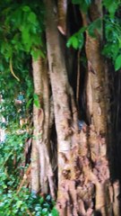 SOHIB SULTAN BONA NAIK PANGKAT. WAH LANGSUNG KONTROL TEMPAT LATIHAN PINGPONG