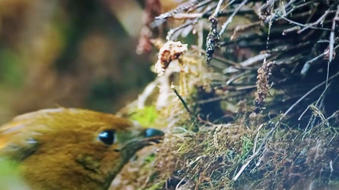 Monde d'oiseaux