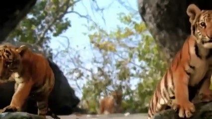 Deux Frères Bande-annonce (EN) – Découvrez cette captivante aventure familiale 🐾