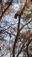 Baghera climbed a tree out of fear after seeing ST-21 male and ST-9 female tigers in Sariska...watch video