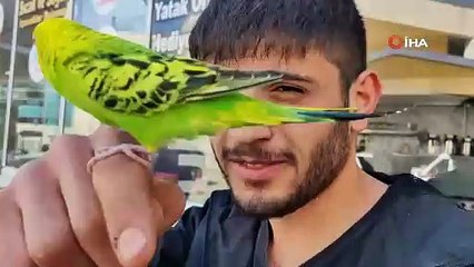 İnegöl'de kantinde çalışan gencin 'ibiş' isimli kuşu omzundan bir an olsun ayrılmıyor