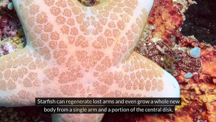 100 Facts About Animals