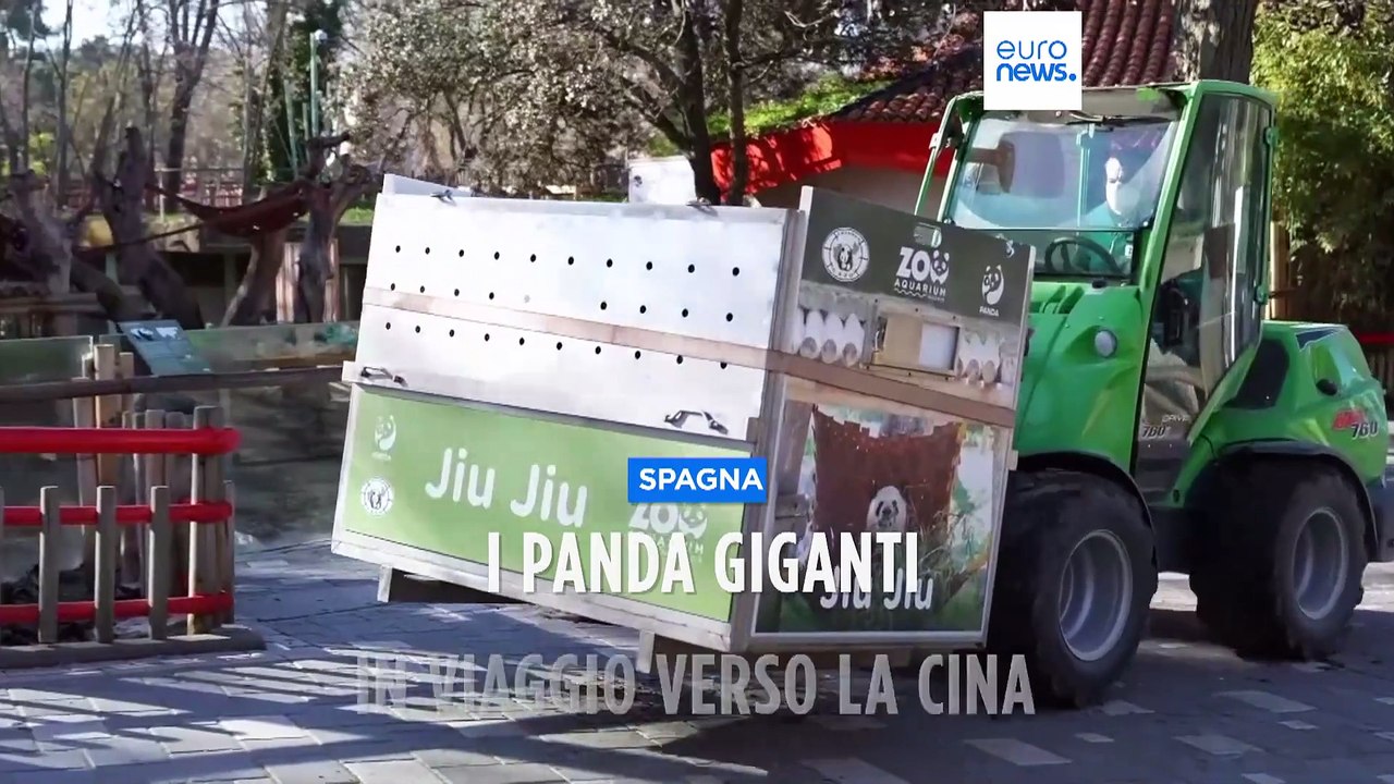 Lo zoo di Madrid restituisce alla Cina una famiglia di cinque panda giganti