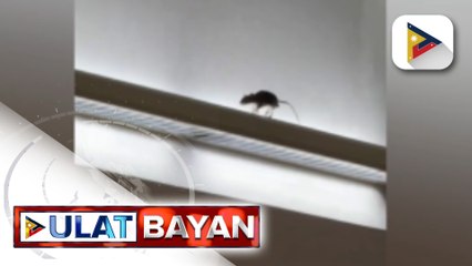 Paglalakad ng daga sa NAIA 3, nakuhanan ng netizen