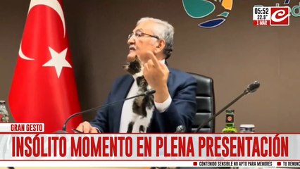 Viral: una pequeña gata callejera interrumpió una conferencia en Turquía y el alcalde la adoptó