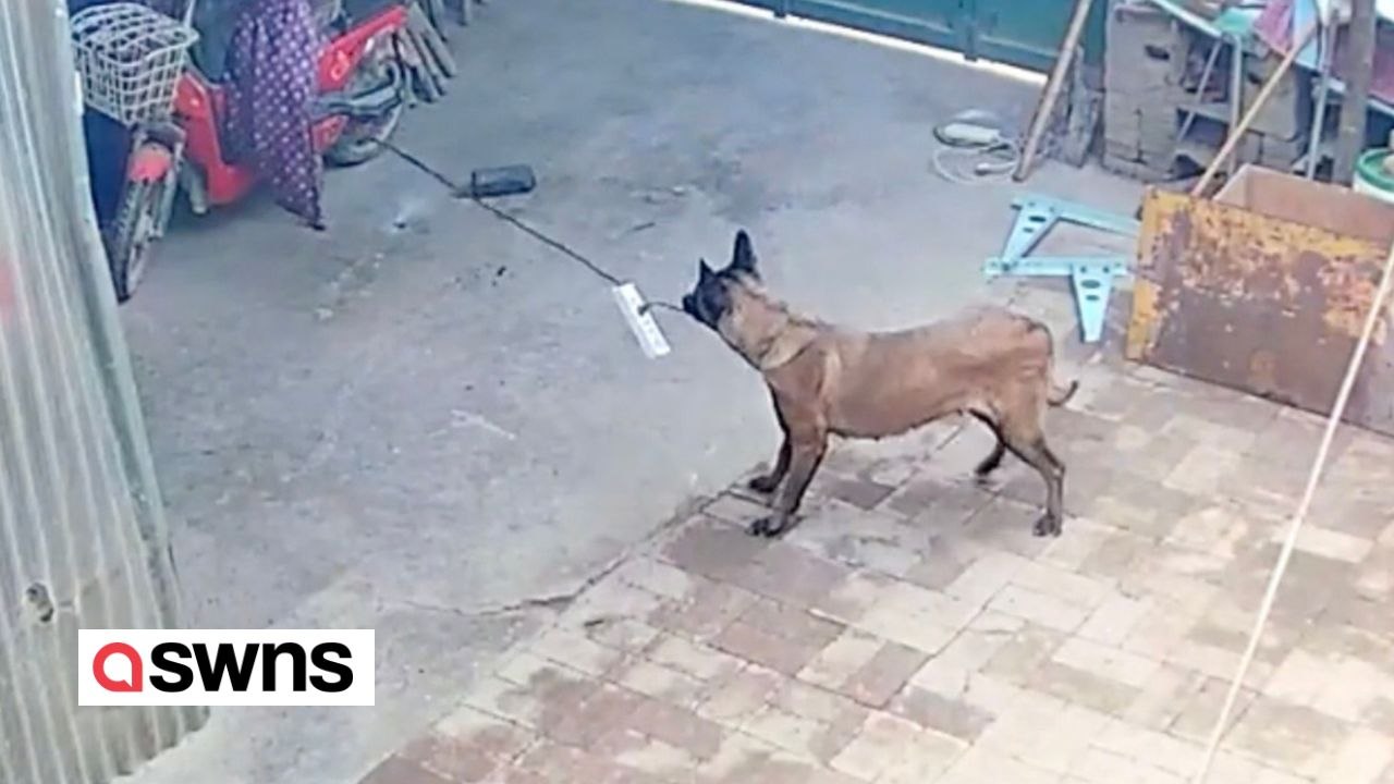 Cleverer Hund verhindert einen möglichen Hausbrand, indem er ein in Flammen aufgegangenes Kabel aussteckt