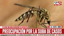 Alerta dengue: los casos aumentaron un 2500% y se espera una nueva invasión de mosquitos