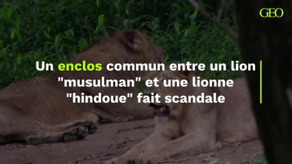 Un enclos commun entre un lion "musulman" et une lionne "hindoue" fait scandale