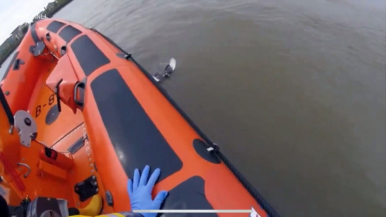 RNLI rescue pigeon from the River Thames