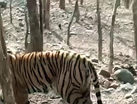 कुंभलगढ़ में दहाड़ेंगे रणथम्भौर के बाघ बाघिन