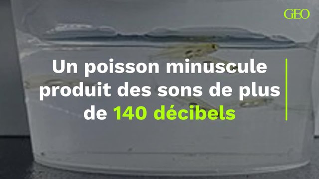 Un poisson minuscule produit des sons de plus de 140 décibels