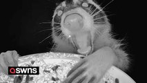 Bird feeder camera captures hilarious images of range of animals grabbing midnight snack