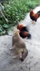 Most funniest Dog and Chicken Fighting