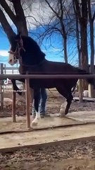 رقص خيل عربى اصيل