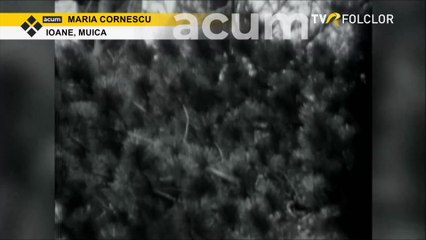 Maria Cornescu - Ioane, muica (arhiva TVR)