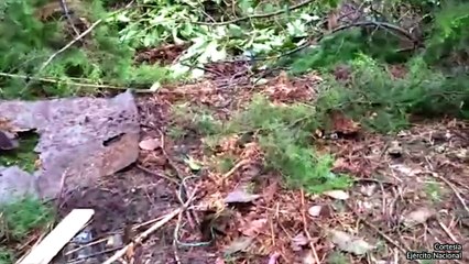 24-10-17 Ubican centro de acopio subterraneo en Montebello con mas de 700 kilos de droga del Clan del Golfo