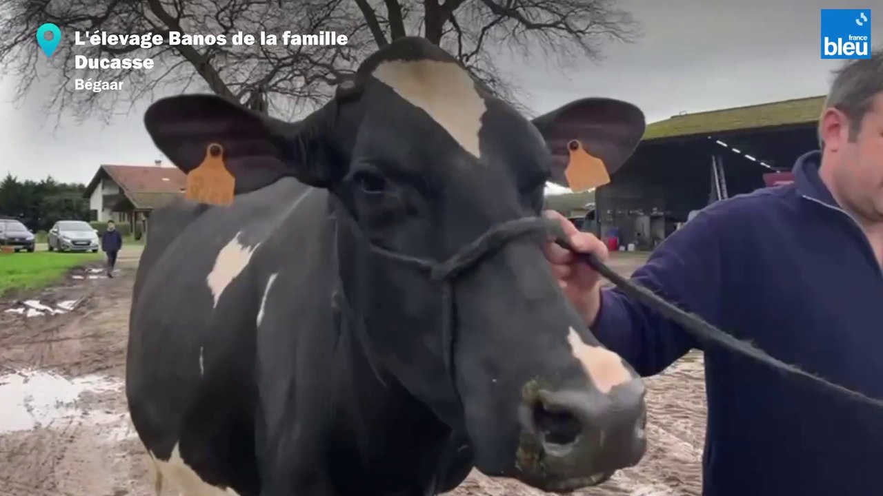 Jaka, la vache landaise multirécompensée
