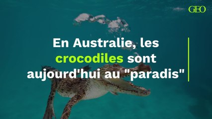 En Australie, les crocodiles sont aujourd'hui au "paradis"