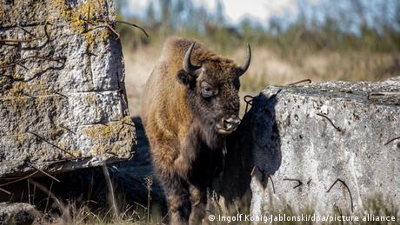 Warum sind Hörner von Tieren unterschiedlich geformt?