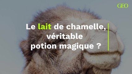 Le lait de chamelle, véritable potion magique ?